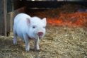 chine cochon