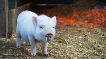 chine cochon
