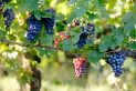 vin chine