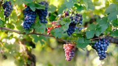 vin chine