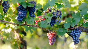 vin chine